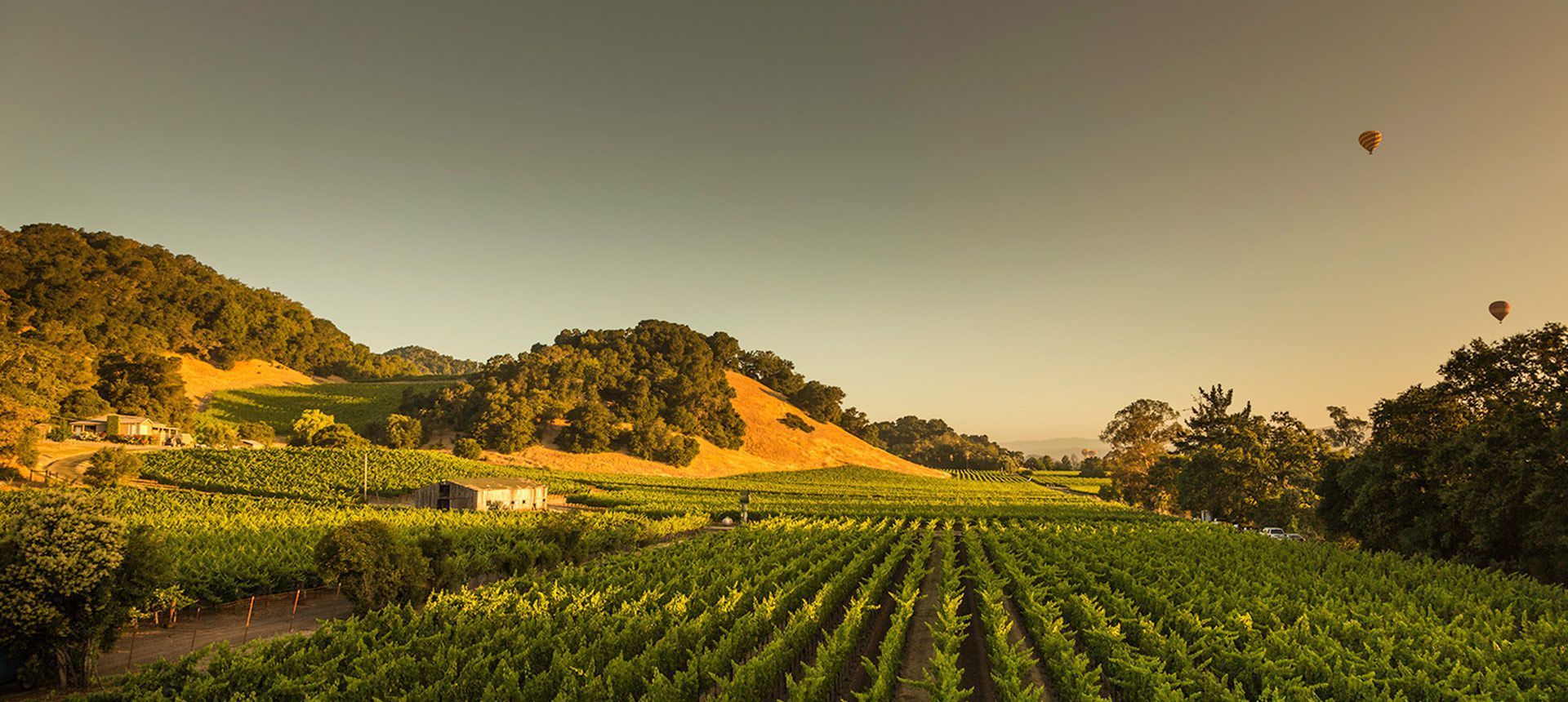 Darms Lane Vineyards