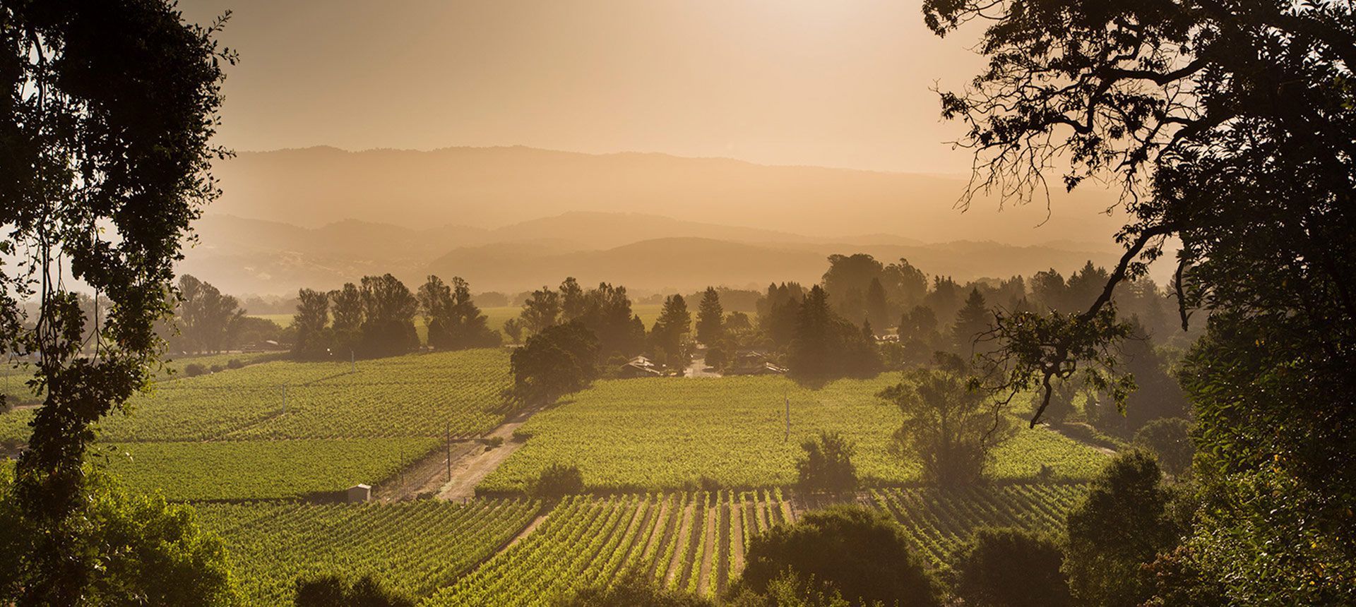 Darms Lane Vineyards