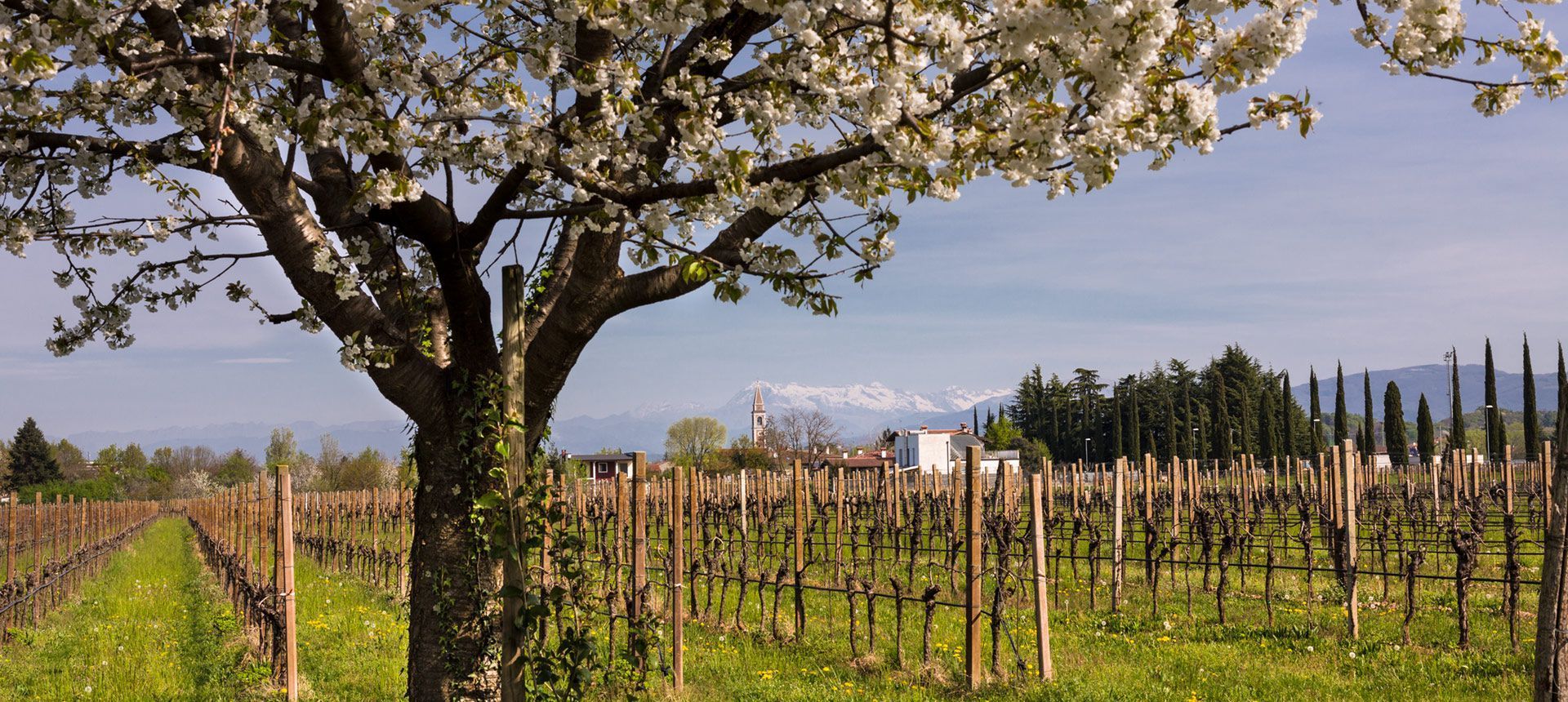 Lis Neris Vineyards