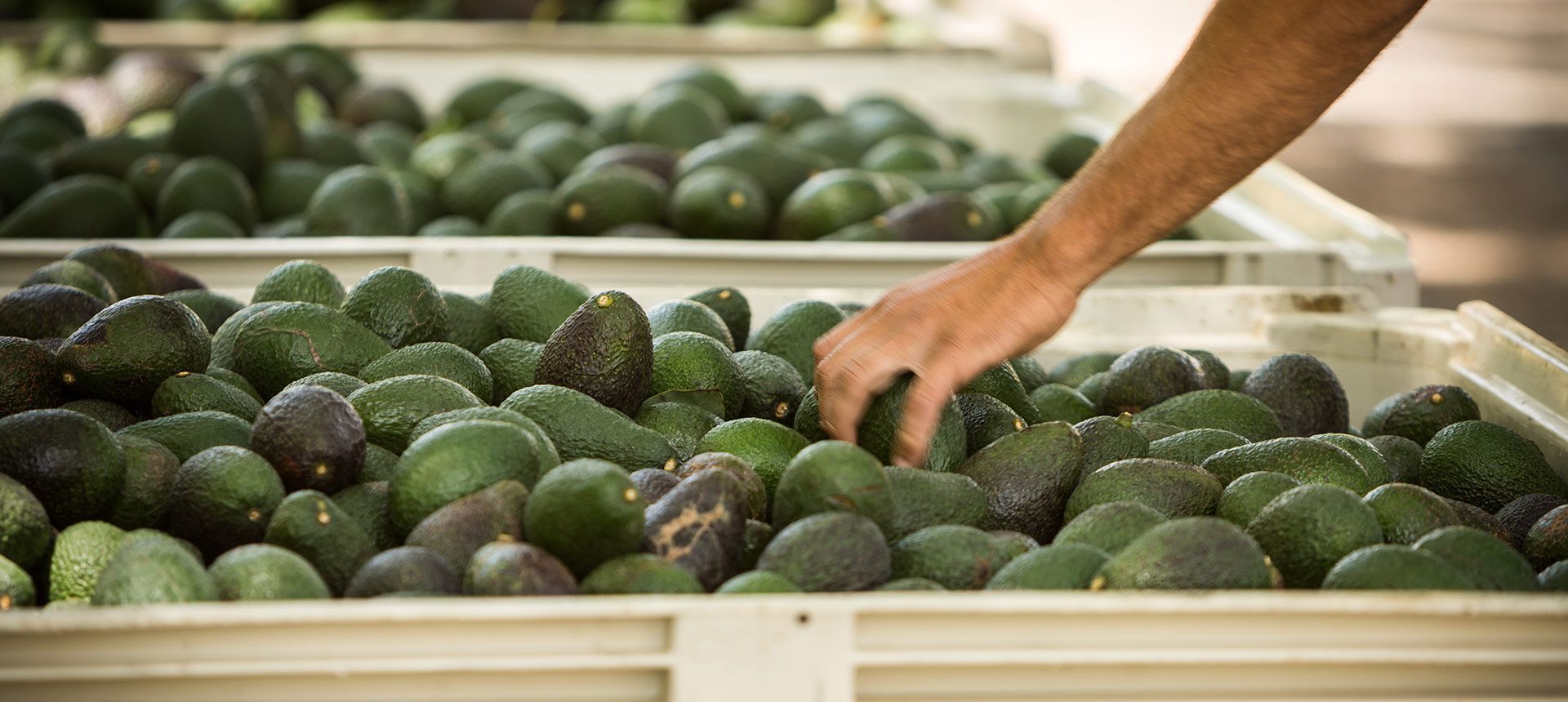 Rancho Guacamole Avocados
