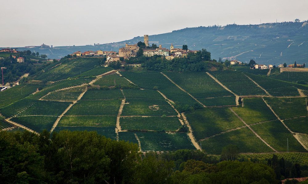 Langhe Vineyards