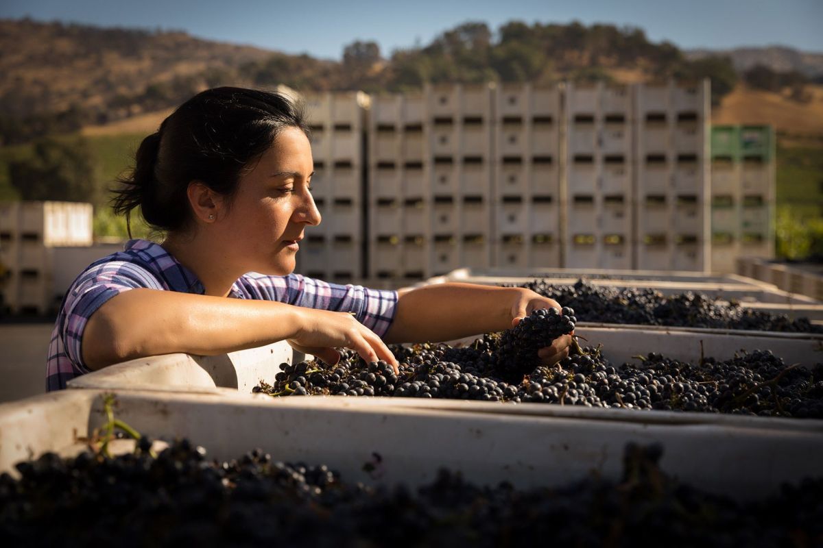 Clos du Val Harvest Selection