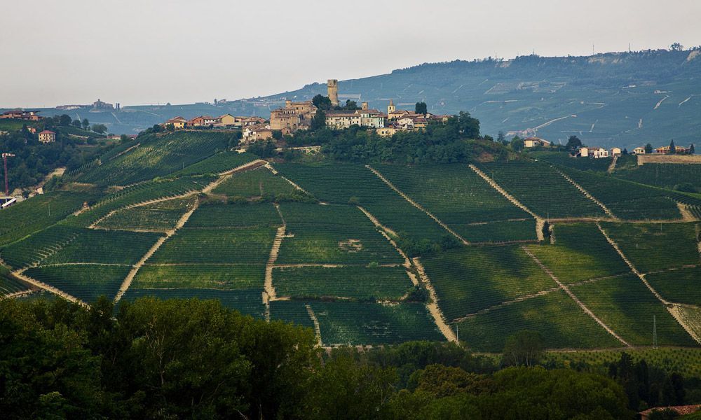 Langhe Vineyards