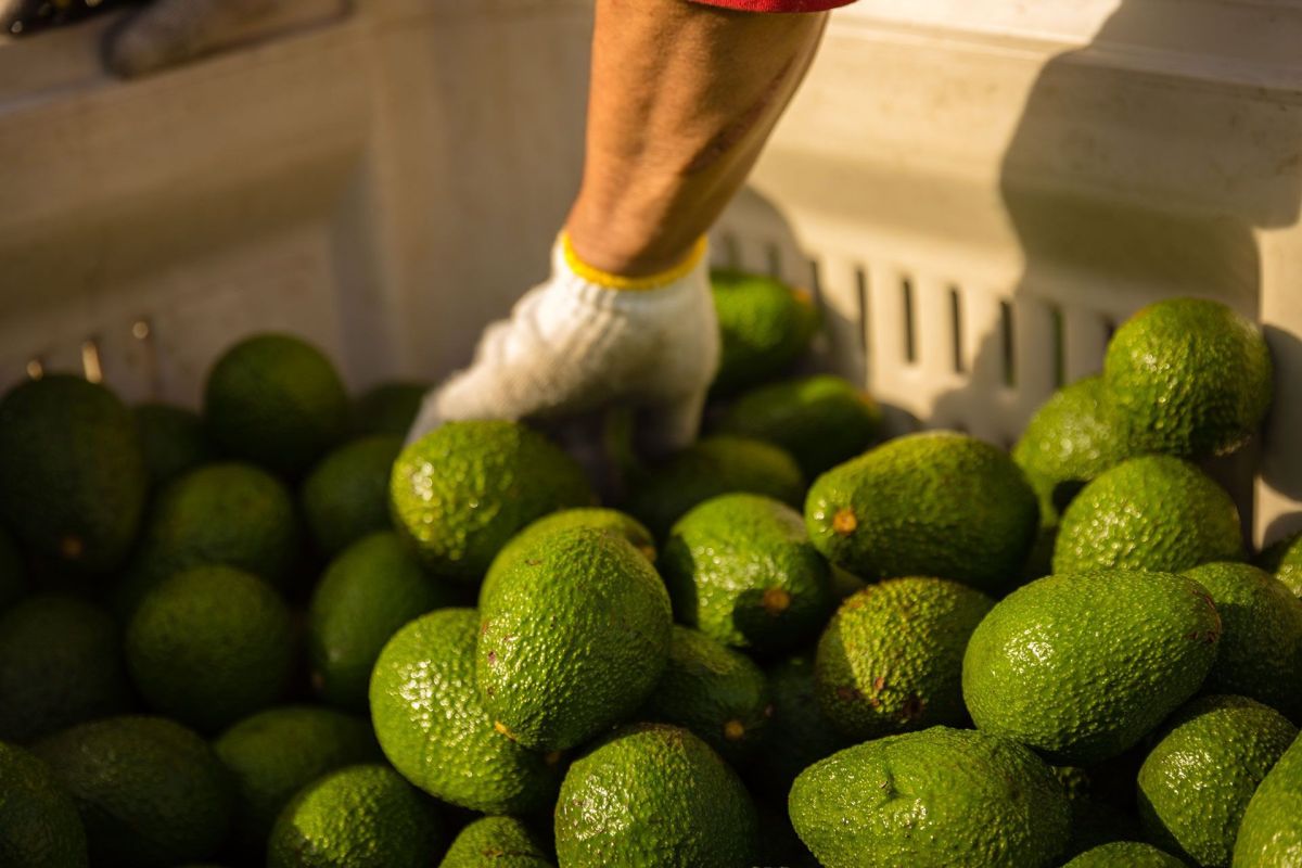 Avocado Picking