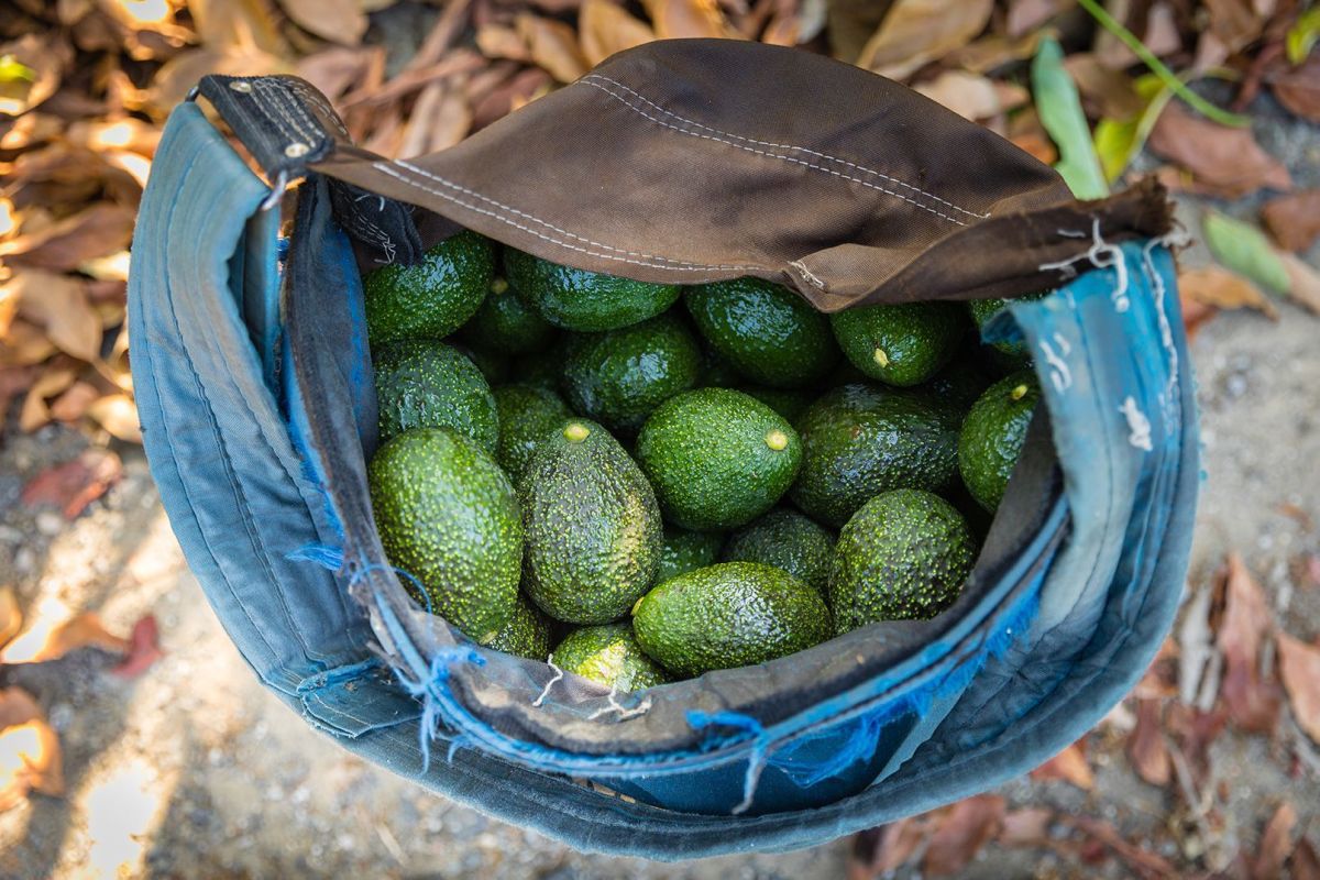 Avocado Harvest