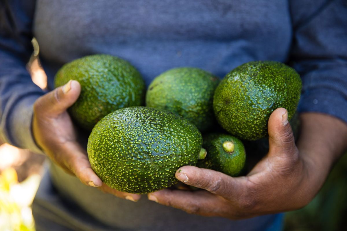 Avocado Harvest
