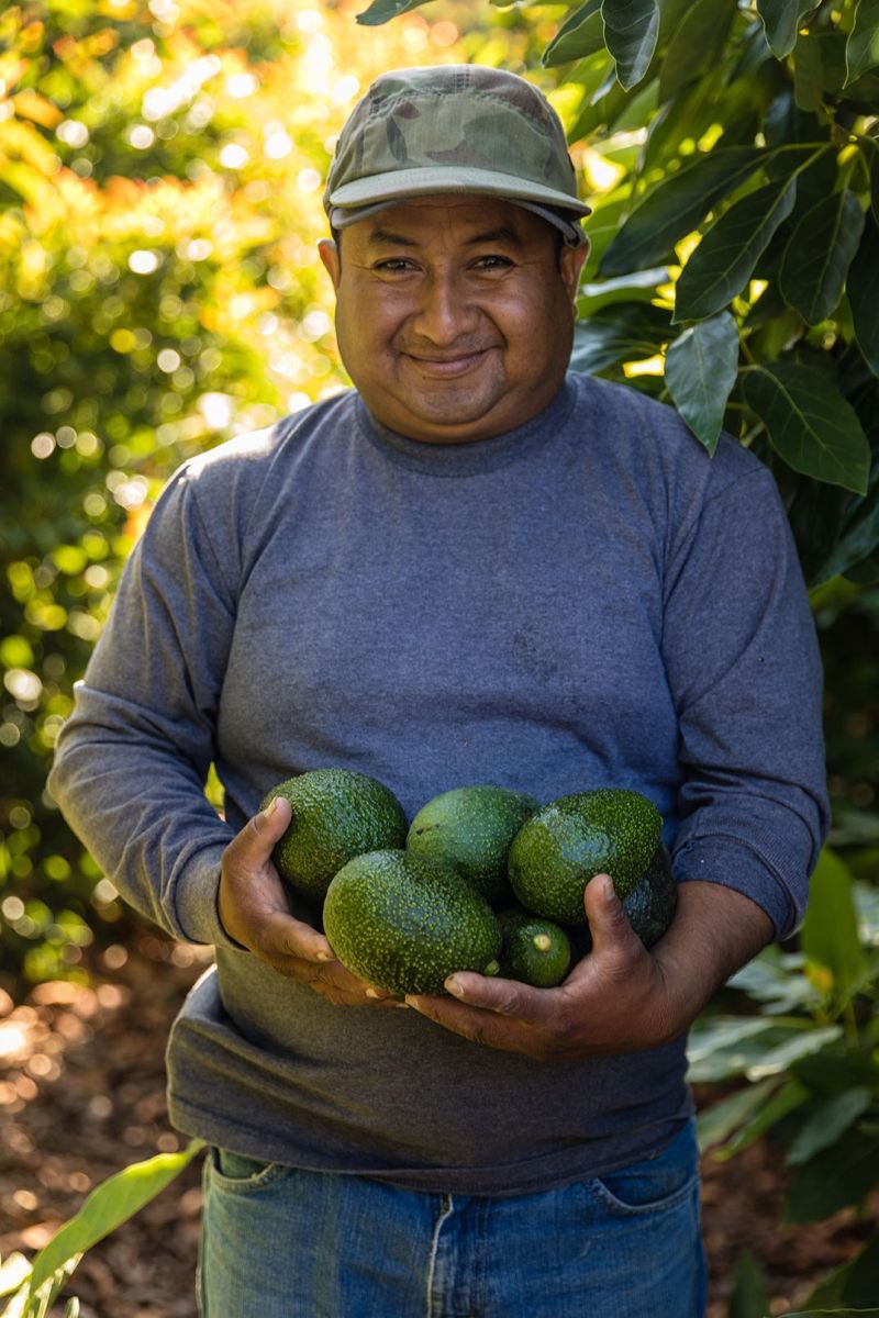 Avocado Harvest