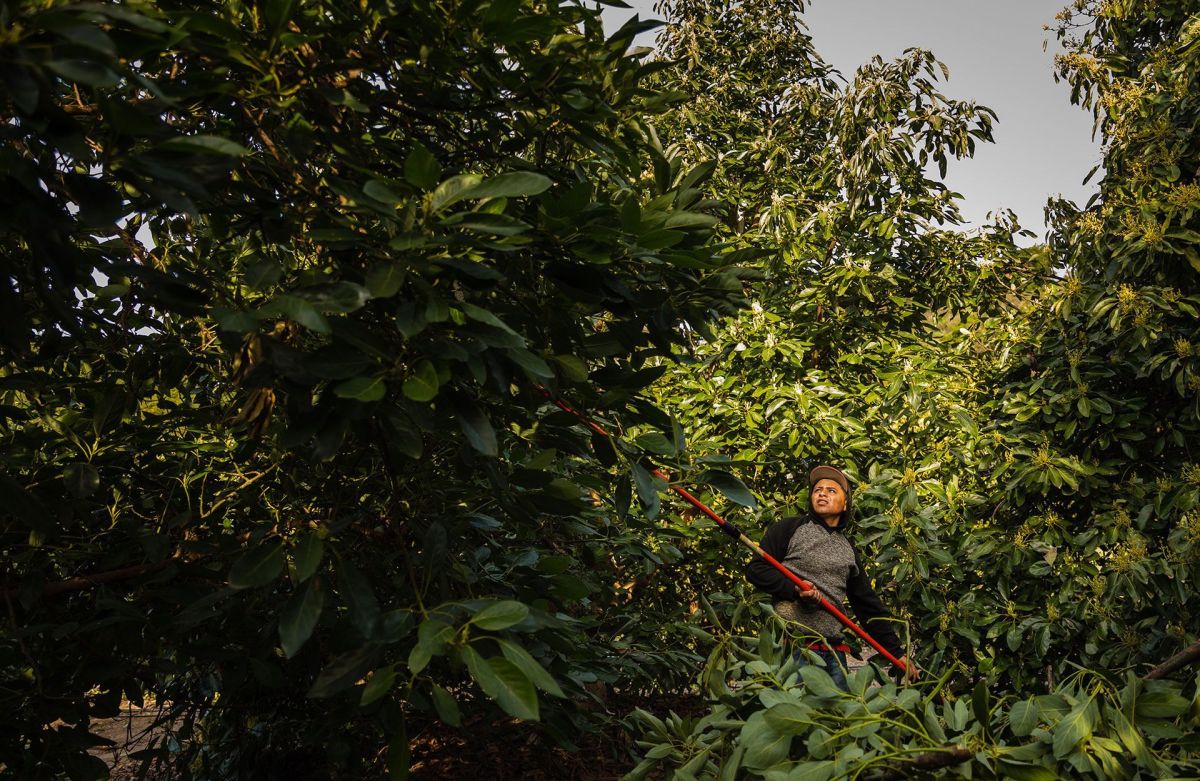Avocado Harvest
