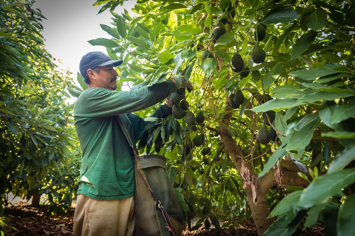 Avocado Harvest