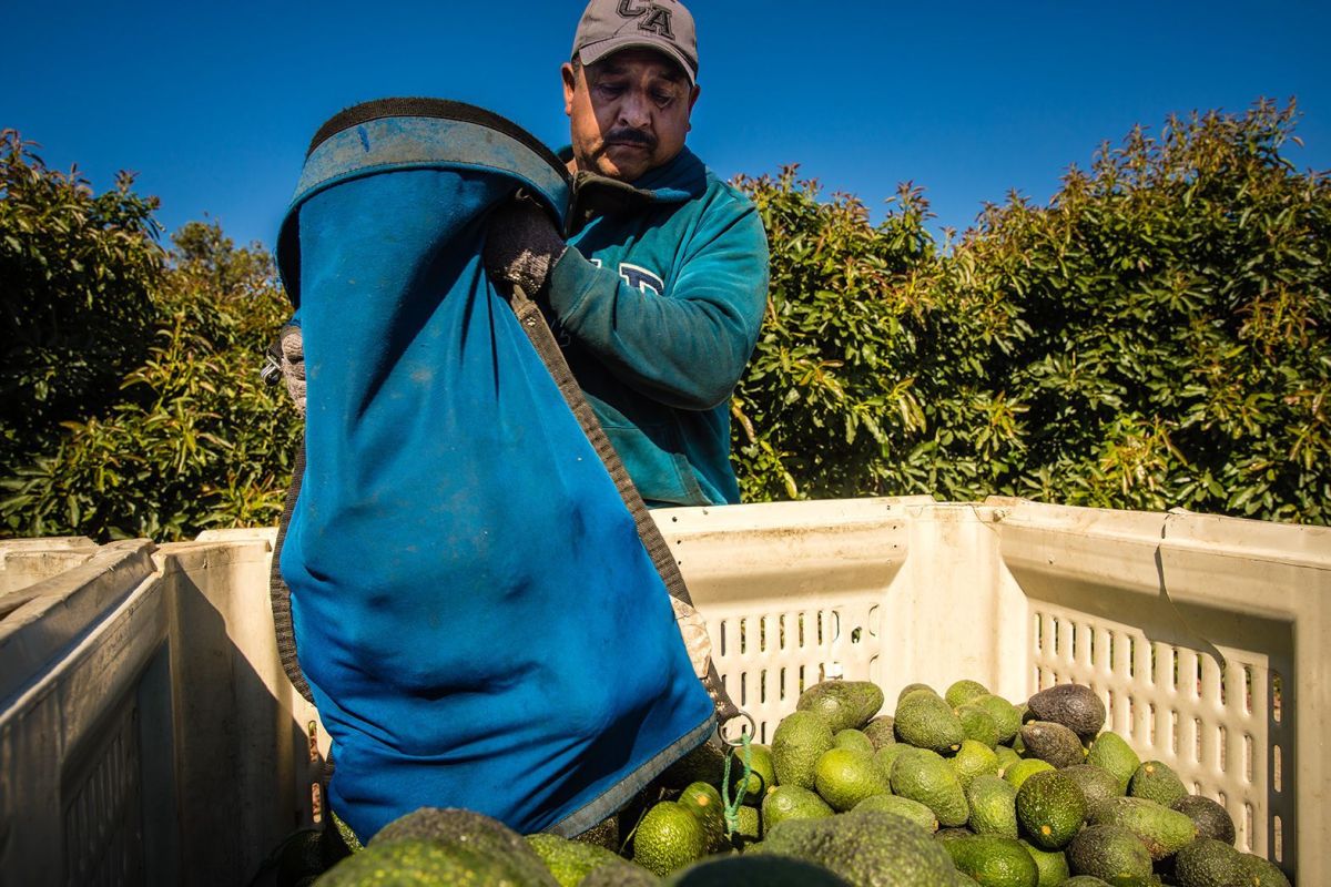 Avocado Harvest