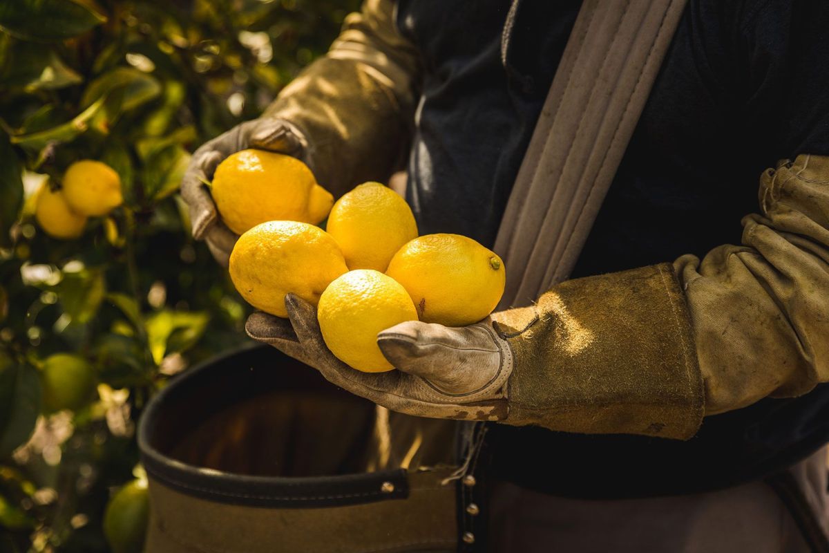 Avocado Harvest