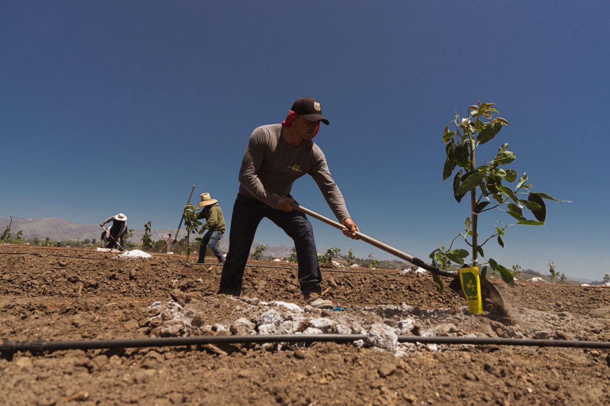 Avocado Farming