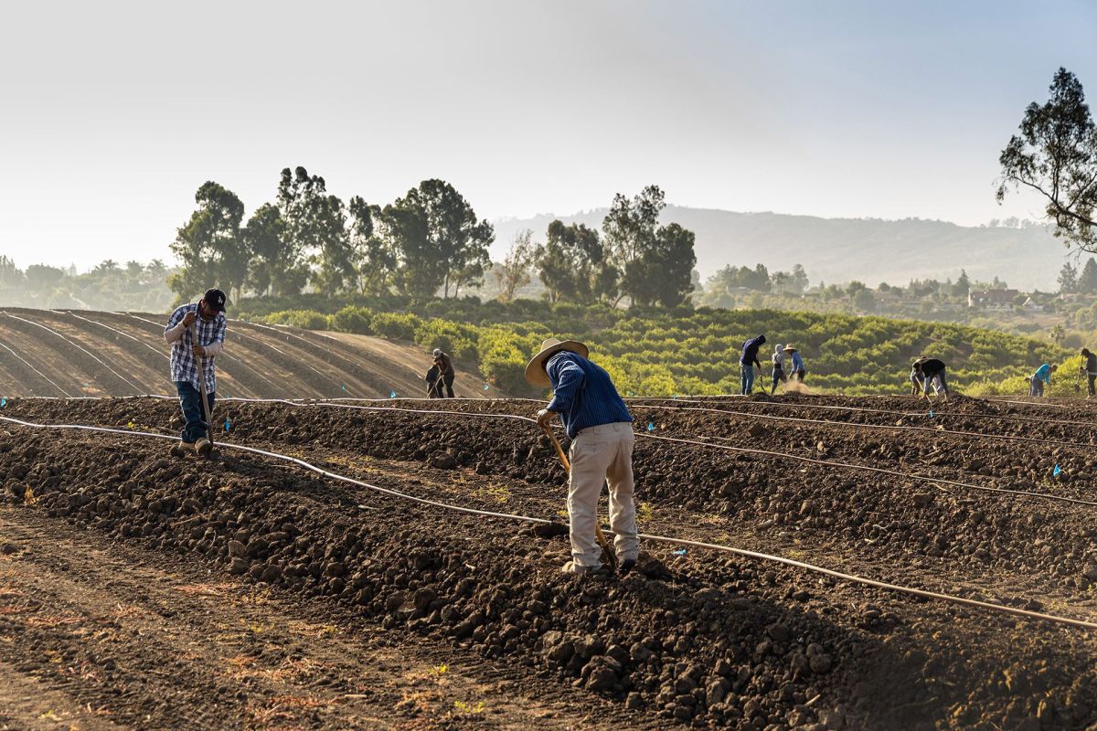 Avocado Farming