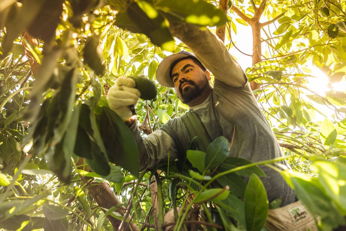 Avocado Picking