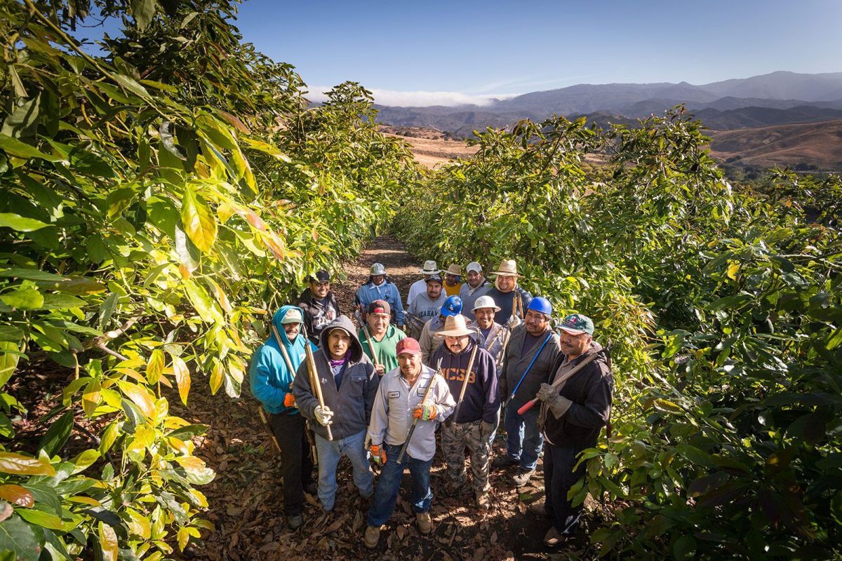 Avocado Team