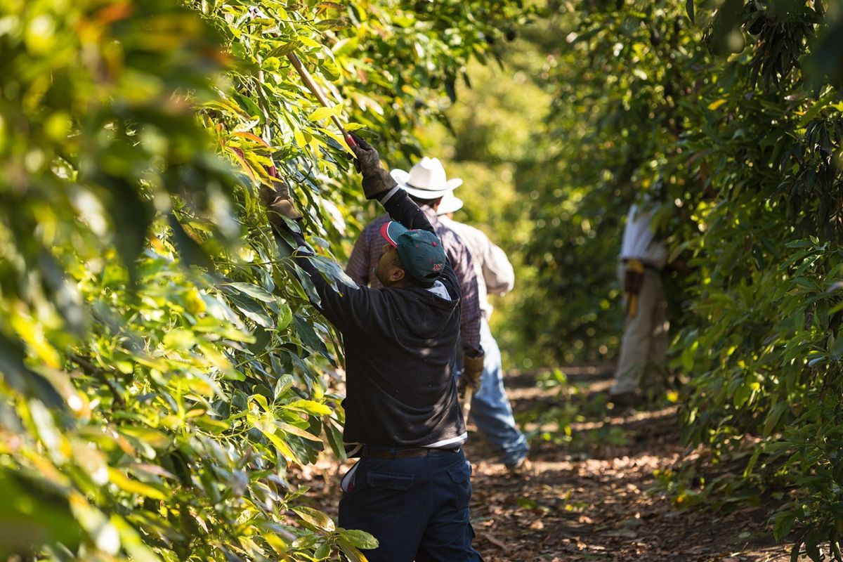 Avocado Picking