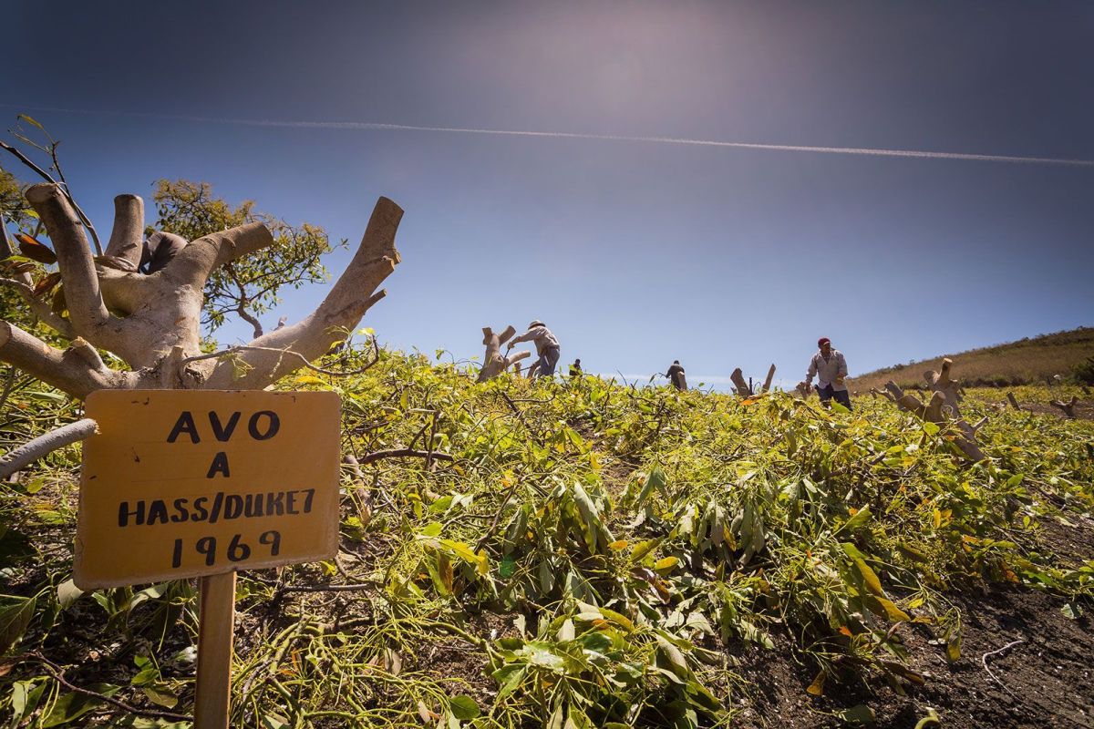 Farming at Rancho Guacamole