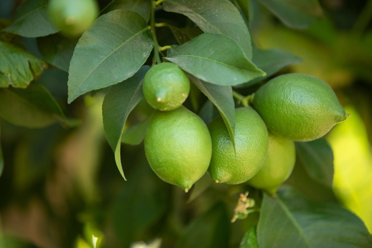 Farming at Rancho Guacamole