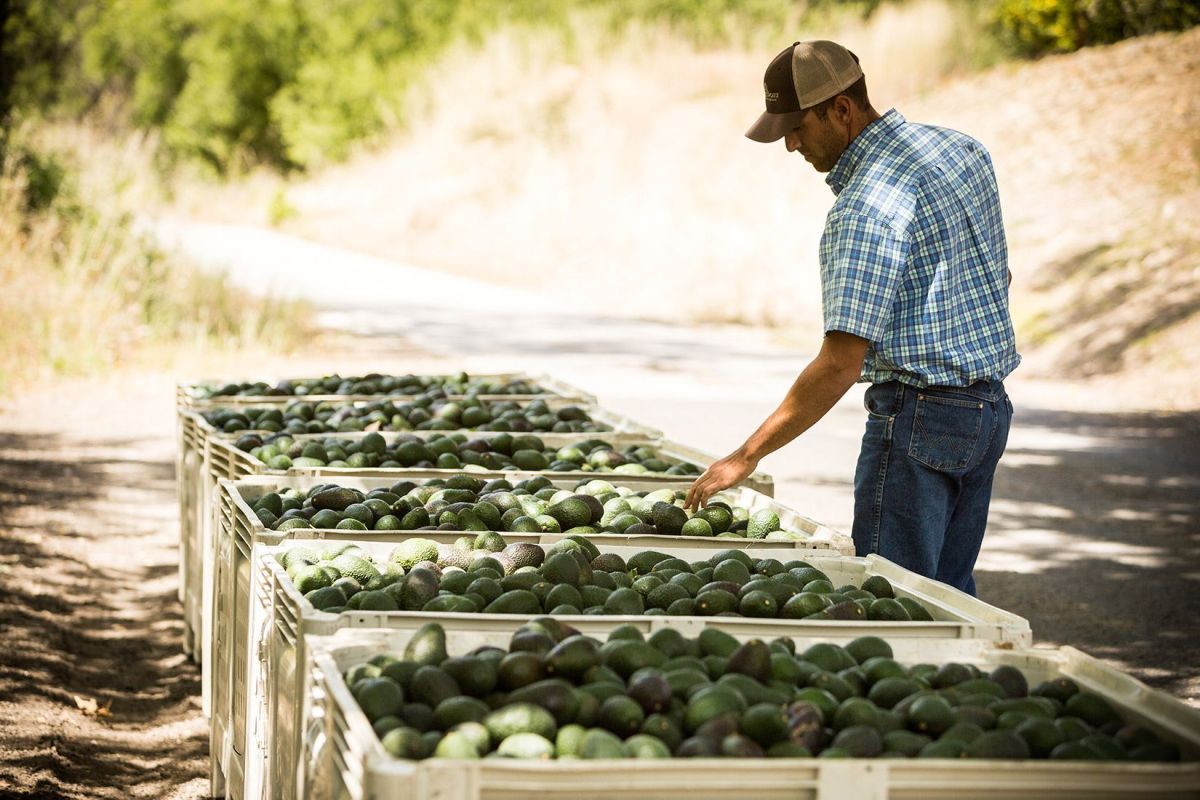 Avocado Selection