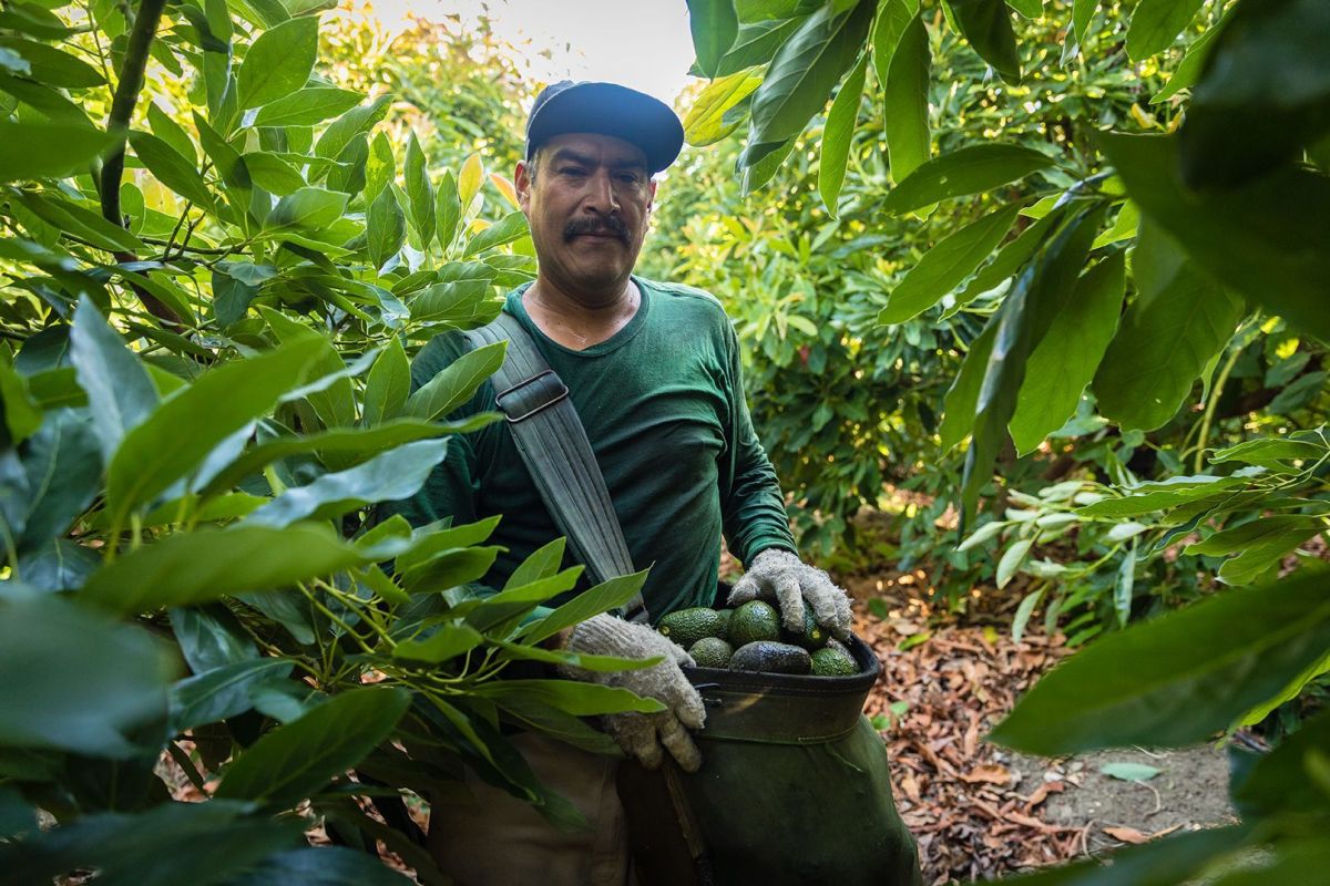 Avocado Harvest