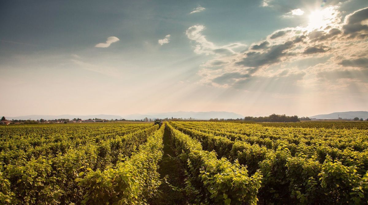 Vie di Romans Vineyards