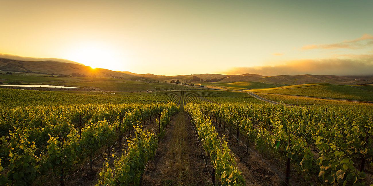 Grgich Hills Vineyards