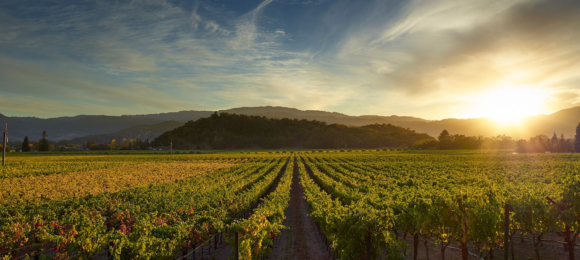 SR Tonella Cellar Vineyards