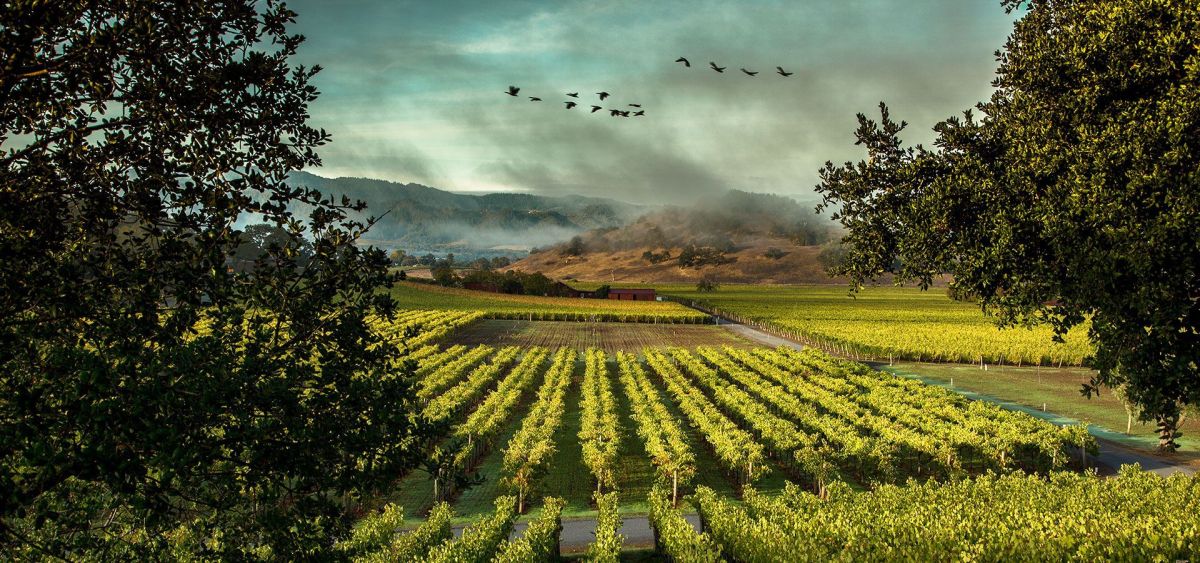aerial drone photography of Silverado Vineyards