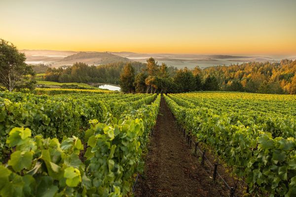Wine & Agriculture